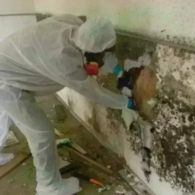 Mold Remediation and Removal in Dover, TN